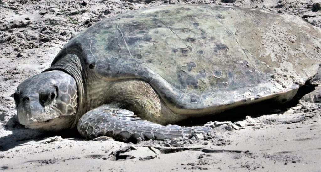 Outubro marca o início da temporada de desova das tartarugas marinhas